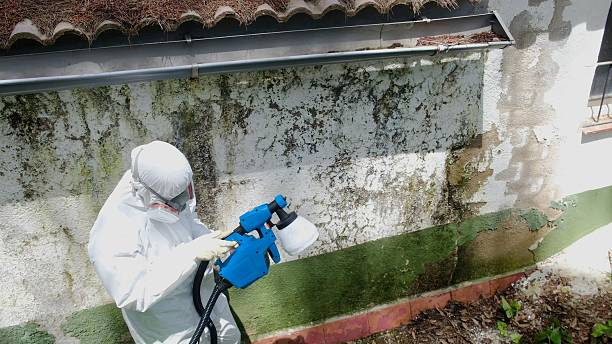 Top rated local Mold Remediation specialists in Jacksonville, IL